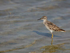 Long-toed Stint