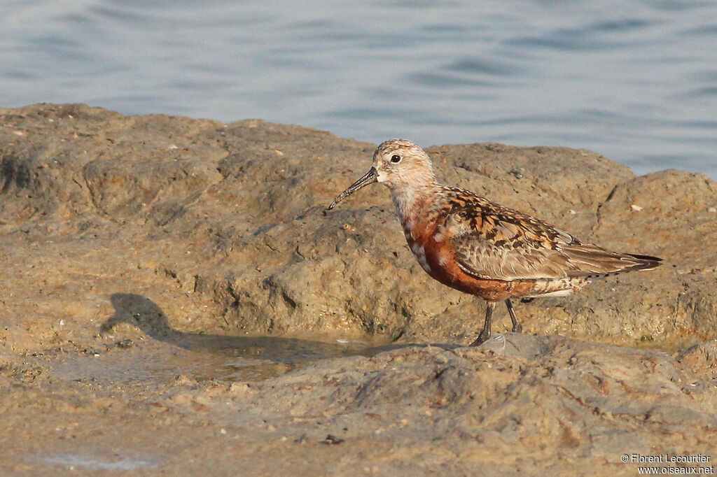 Curlew Sandpiper