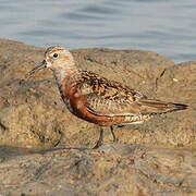 Curlew Sandpiper