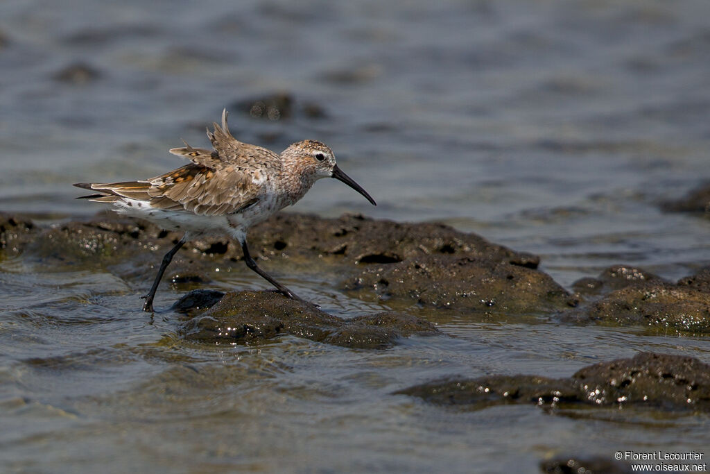 Curlew Sandpiper