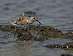 Curlew Sandpiper