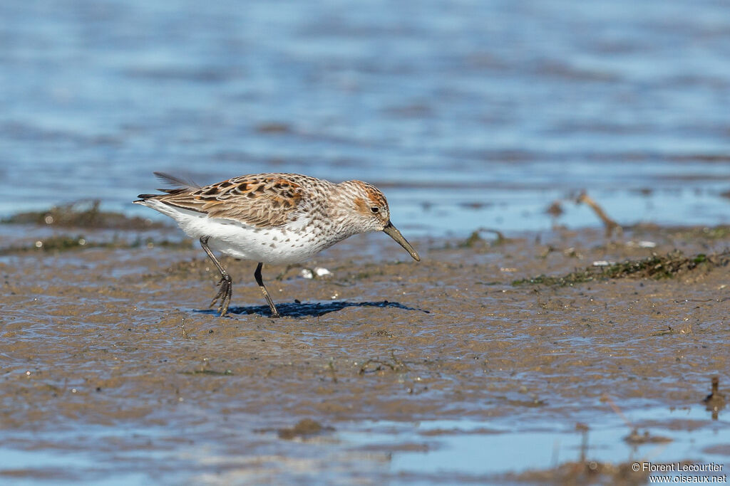 Western Sandpiper