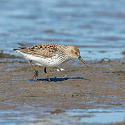 Western Sandpiper