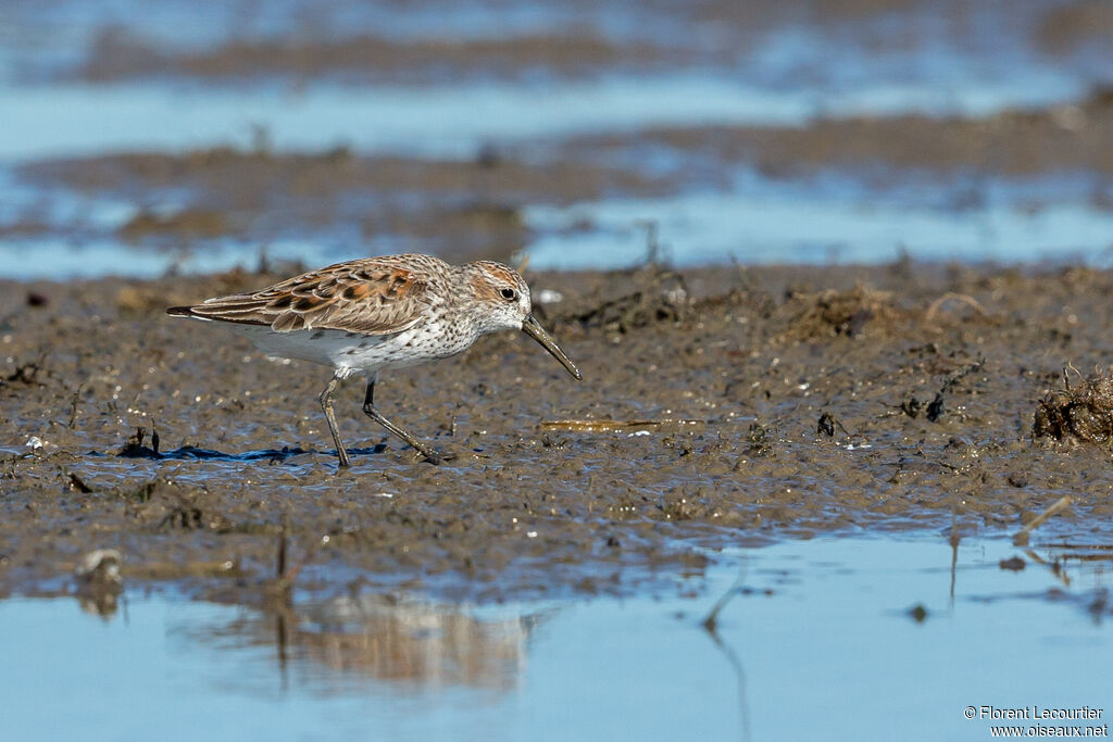 Western Sandpiper