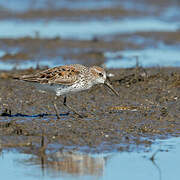 Western Sandpiper