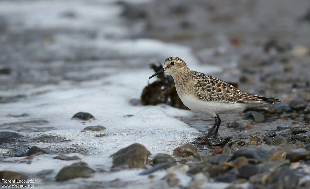 Bécasseau de Bairdjuvénile, identification