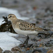 Baird's Sandpiper