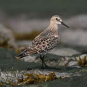 Baird's Sandpiper