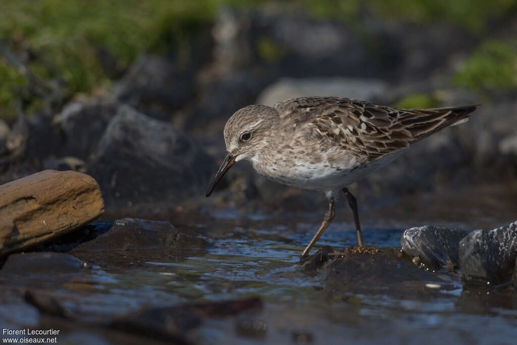 White-rumped Sandpiper