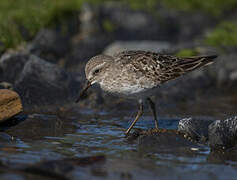 White-rumped Sandpiper