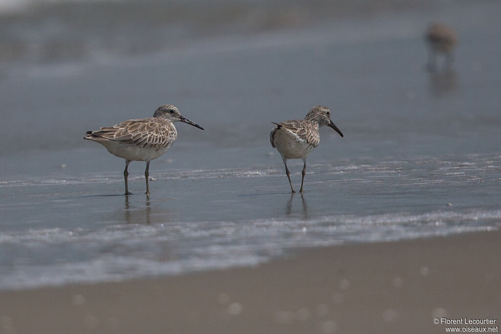 Great Knot