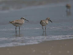 Great Knot