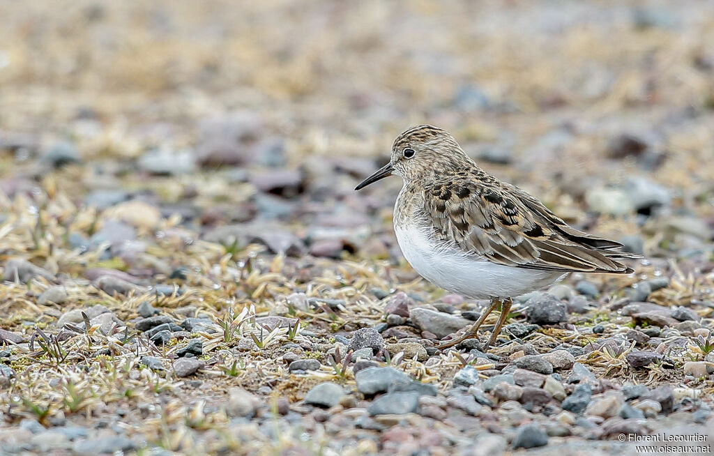 Temminck's Stintadult breeding