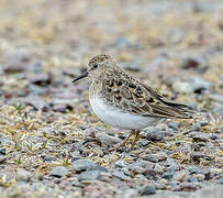 Temminck's Stint