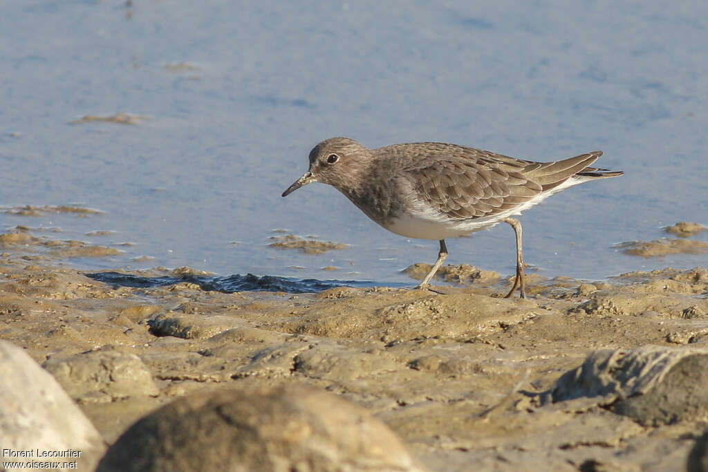 Temminck's Stintadult post breeding, habitat, walking