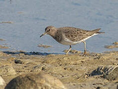 Temminck's Stint