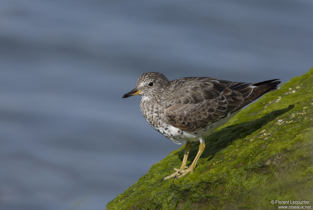 Surfbird