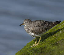 Surfbird