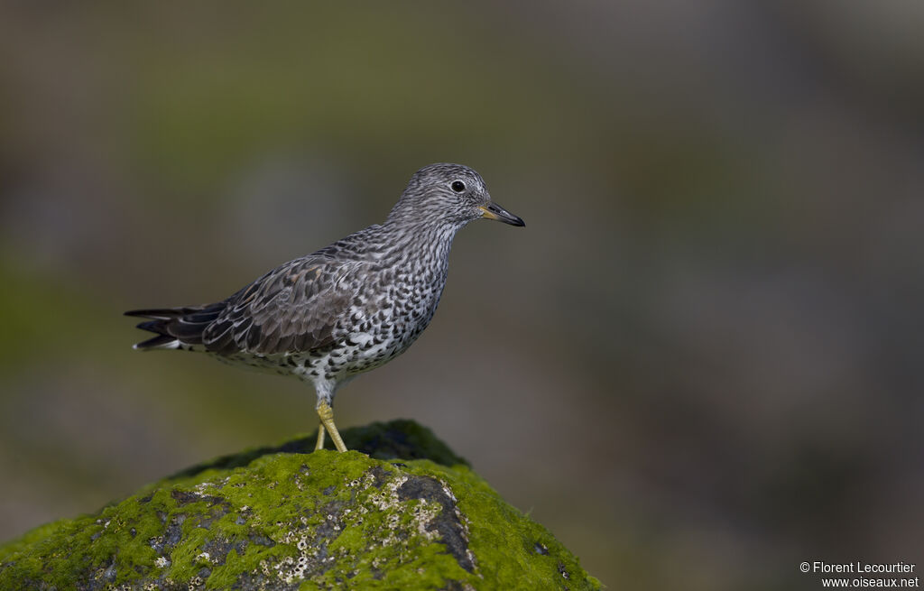 Surfbird