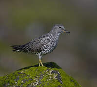 Surfbird