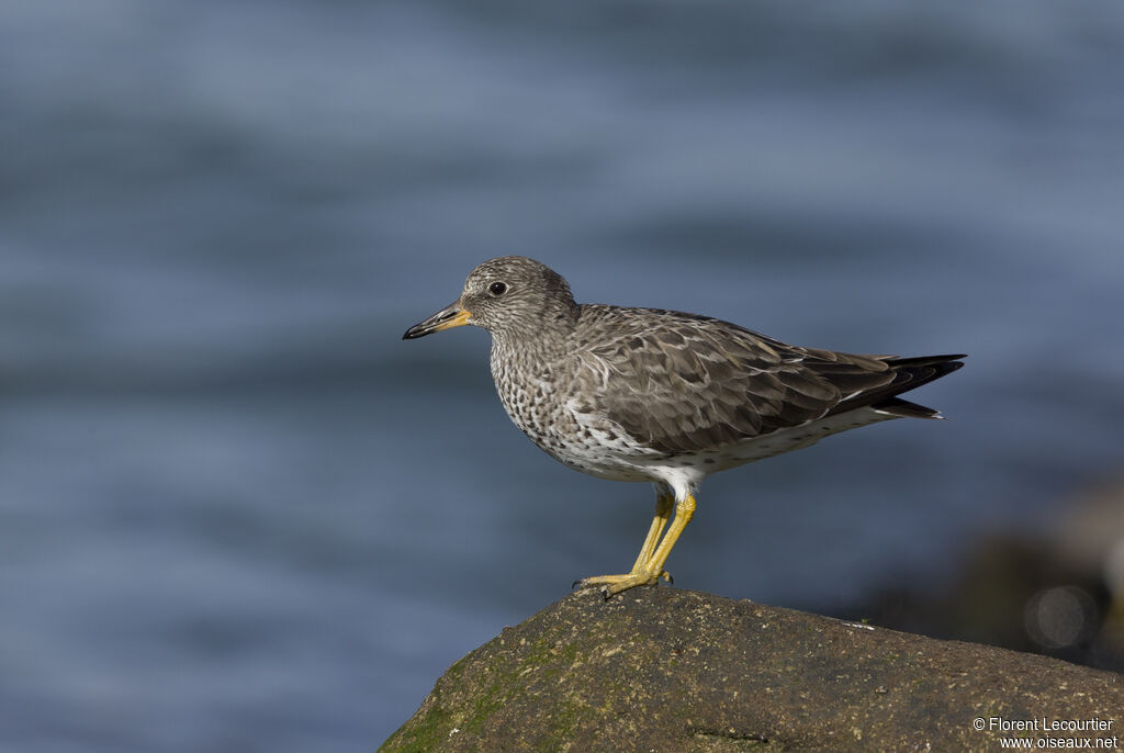 Surfbird