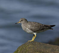 Surfbird