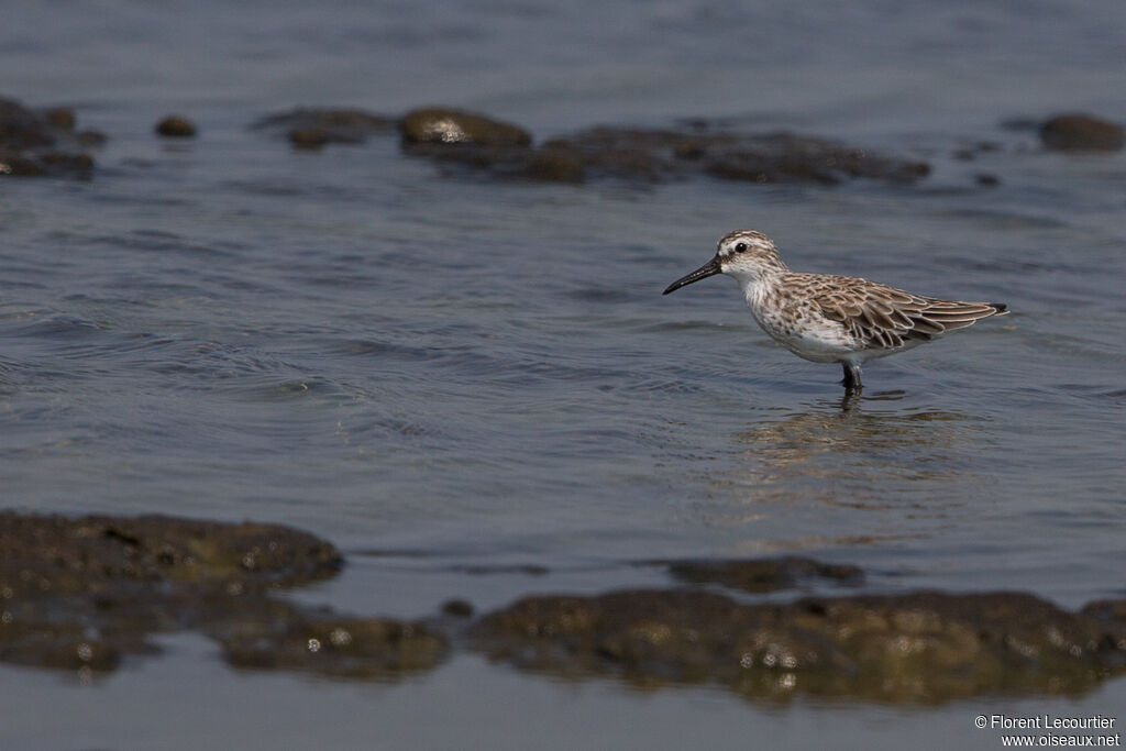 Broad-billed Sandpiper