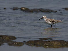 Broad-billed Sandpiper