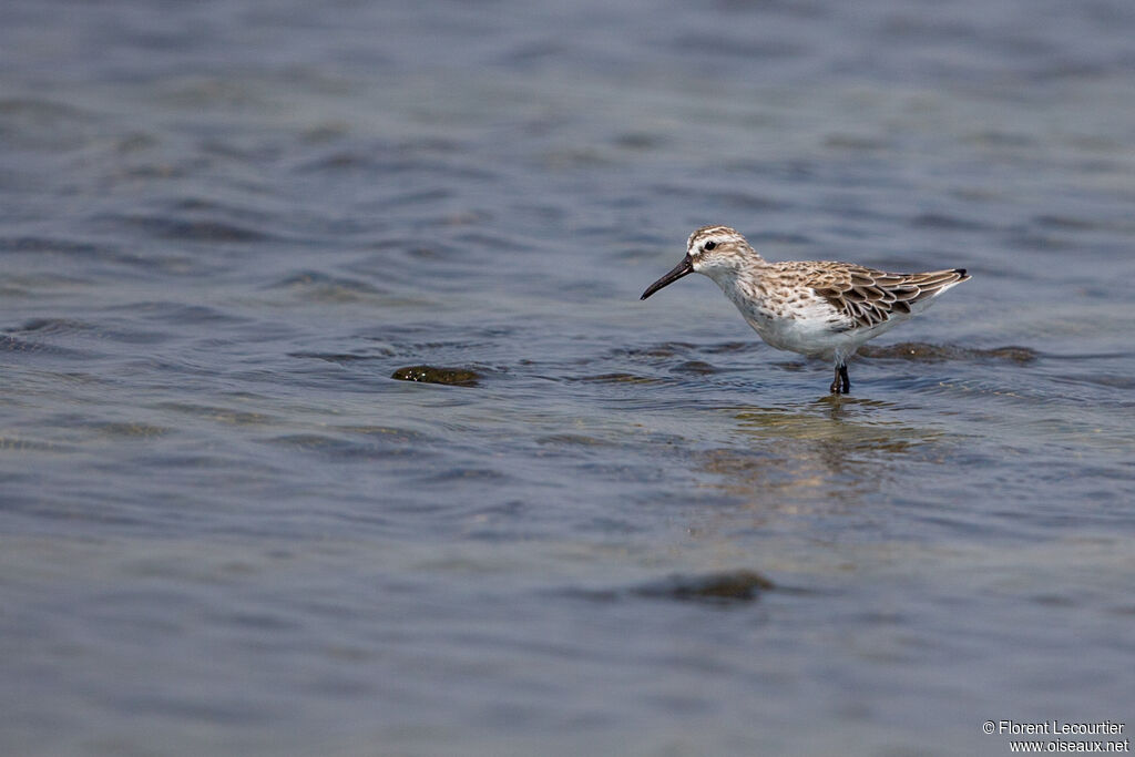 Broad-billed Sandpiper