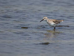 Broad-billed Sandpiper