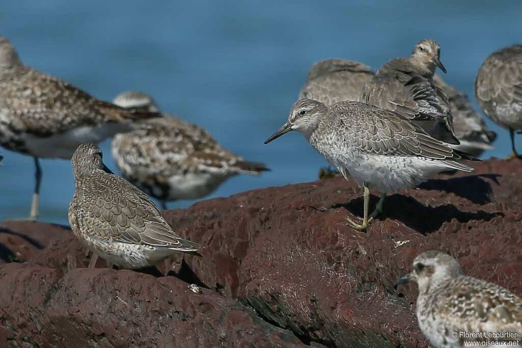 Red Knot