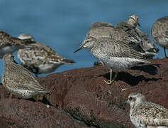 Red Knot