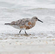 Red Knot