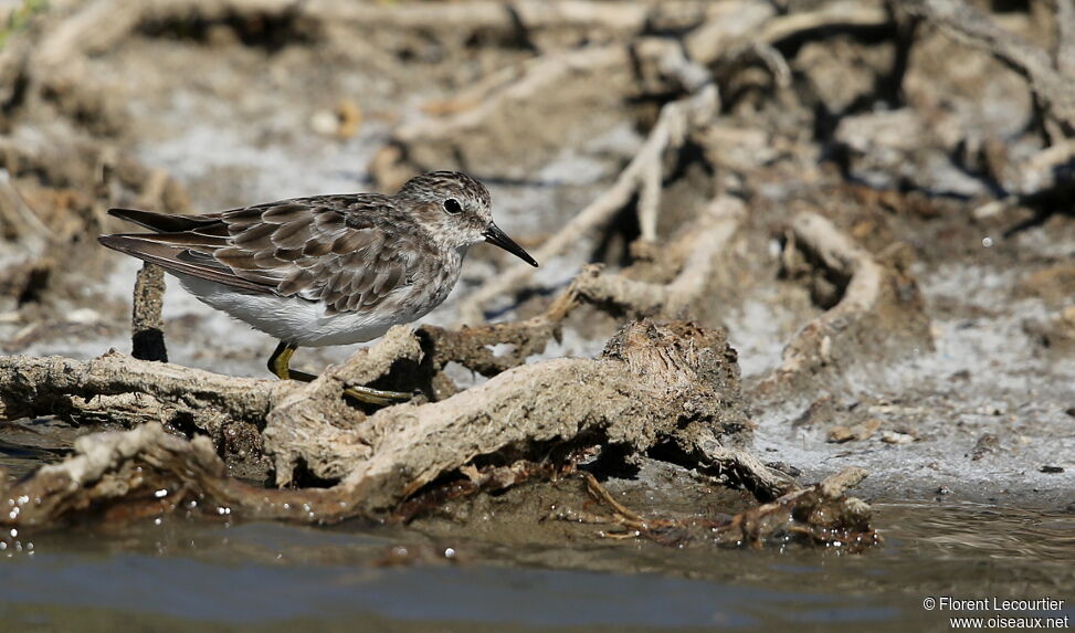 Least Sandpiper