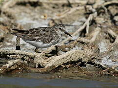 Least Sandpiper