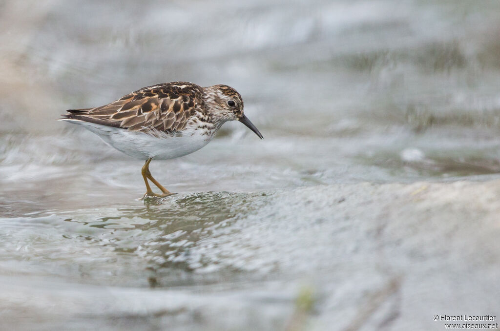 Least Sandpiper