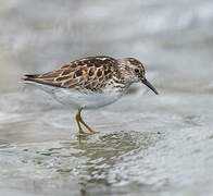 Least Sandpiper