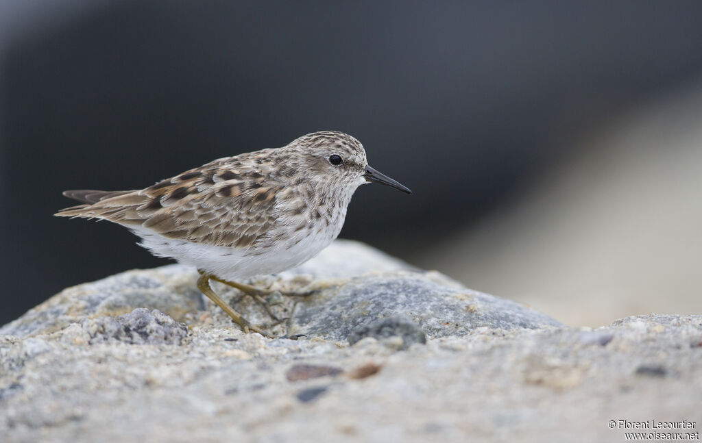 Least Sandpiper