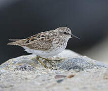 Least Sandpiper