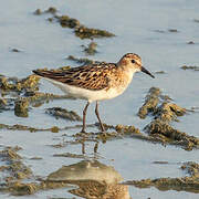 Little Stint