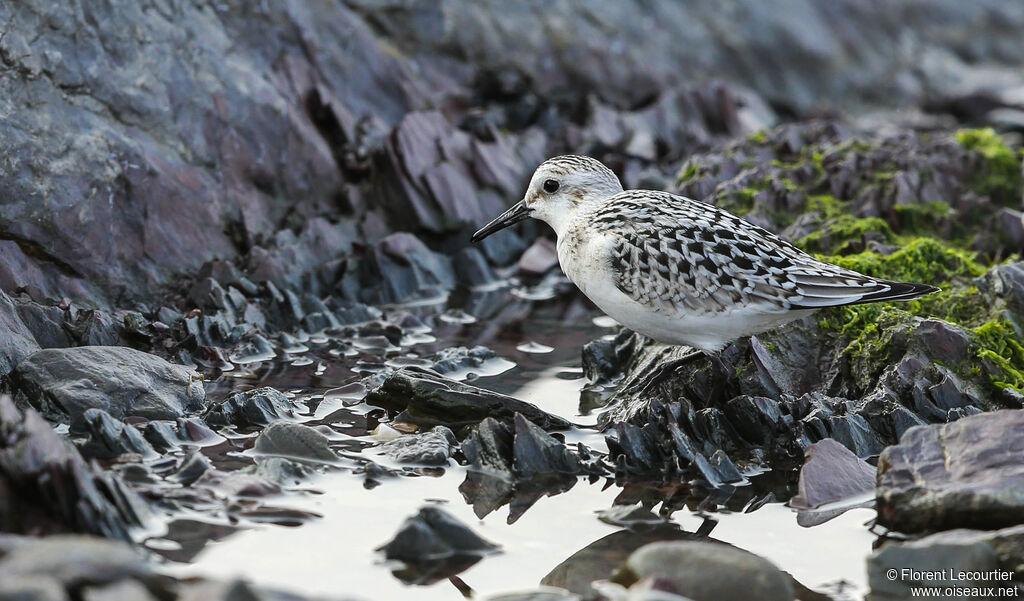 Sanderling