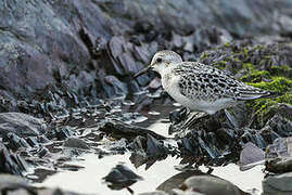 Sanderling