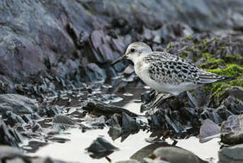 Bécasseau sanderling