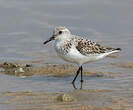 Bécasseau sanderling