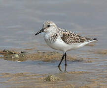 Bécasseau sanderling