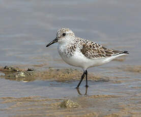 Bécasseau sanderling