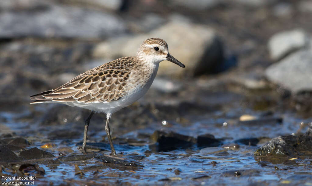 Semipalmated Sandpiperjuvenile, identification