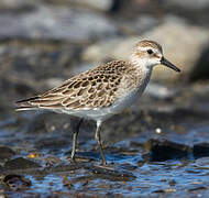 Semipalmated Sandpiper