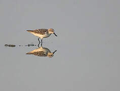 Spoon-billed Sandpiper