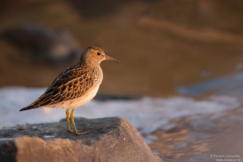 Pectoral Sandpiper